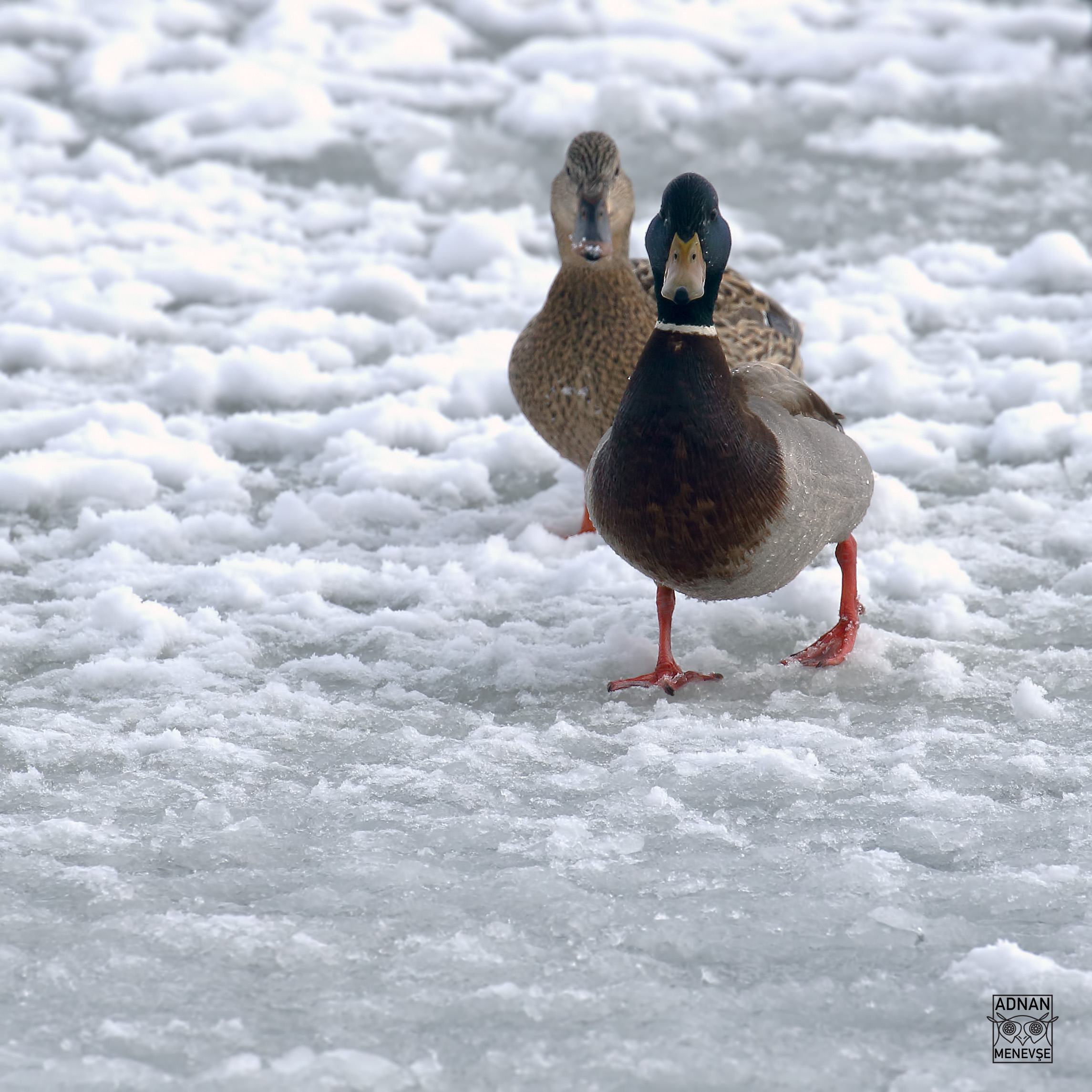 Mallard